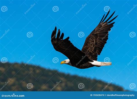 Eagle soaring fast