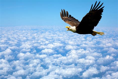 Eagle soaring high