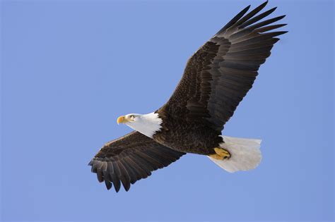 Eagle soaring strong