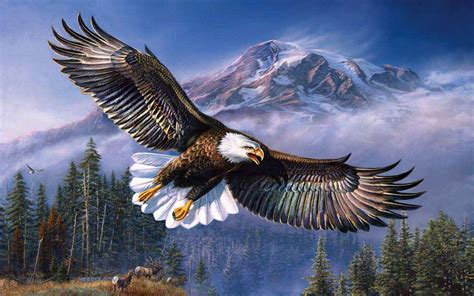 Eagle wings beautiful