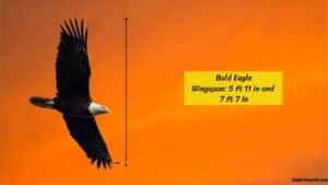 Eagle wingspan wide