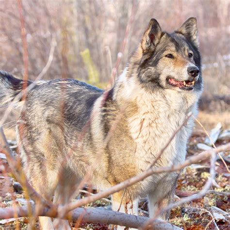 East Siberian Laika