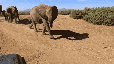 Elephant Walk dance move