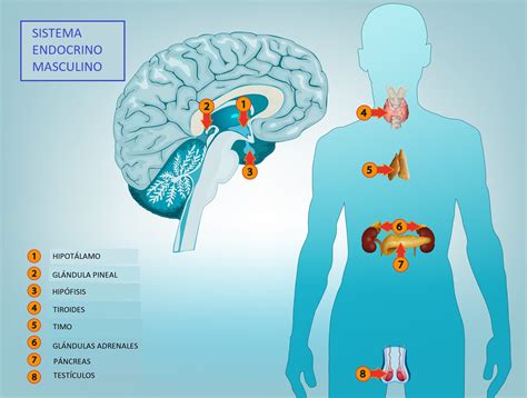 Imágenes de endocrinología galería 1