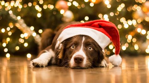 Enhancing Dog Holiday Experience