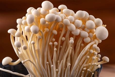 Description of Enoki Mushroom