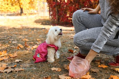 The Environmental Impact of Poo