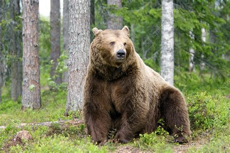 European brown bear in the forest