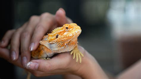 Regulations and laws governing exotic pet ownership