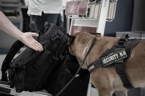 Explosives Detection Dogs