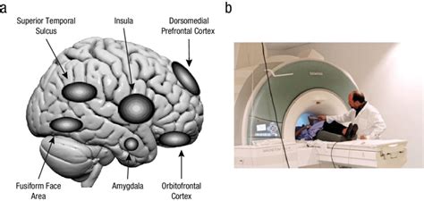 Facial Expressions and Brain Regions