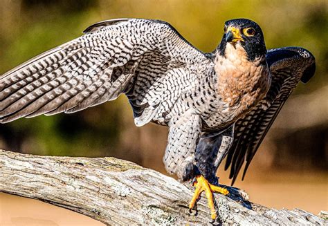 Falcon bird image