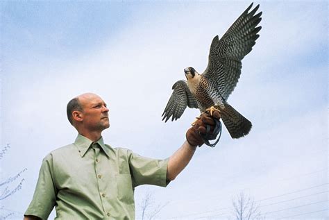 A conservationist holding a falcon, highlighting the importance of protecting these birds