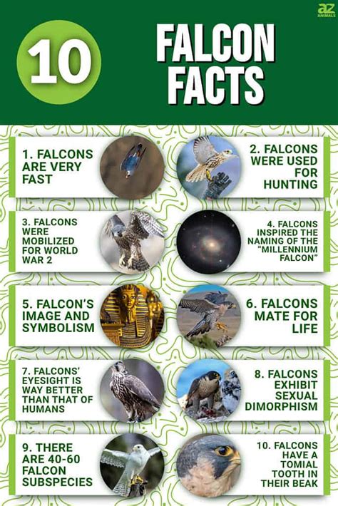 An illustration showcasing interesting facts about falcons