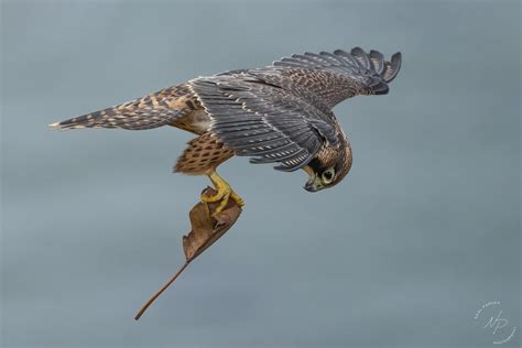 A falcon in mid-hunt, showcasing its incredible speed and agility