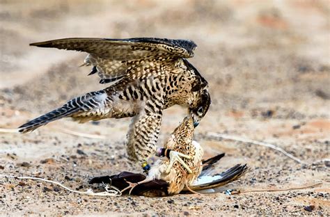 Falconer releasing a falcon to hunt a rabbit