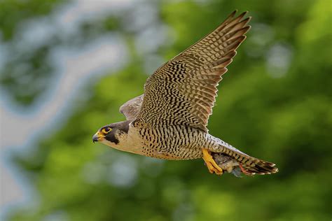 A falcon in mid-flight, showcasing its incredible agility