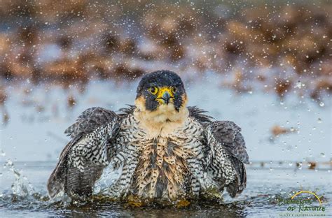 Falcon Islands Wildlife