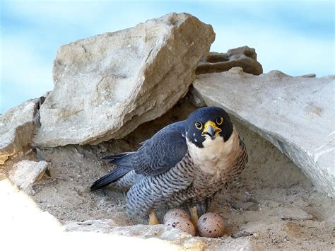 A falcon's nest, showcasing the bird's monogamous mating habits