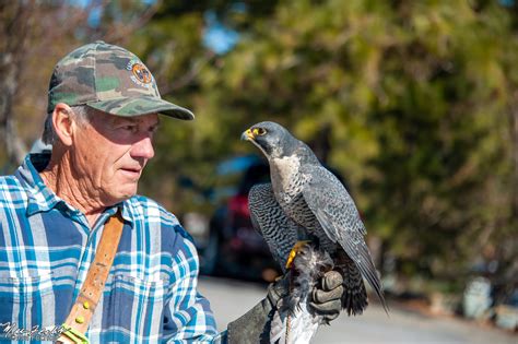 Falconer releasing a falcon to hunt a rabbit