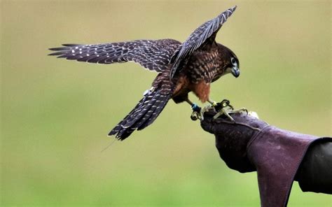 Falconer holding a young falcon on their glove