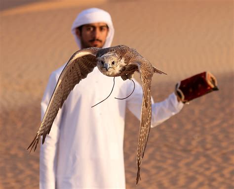 Falconer training a falcon in the desert