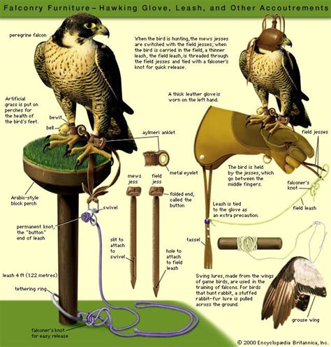 Falconer using equipment to train a falcon