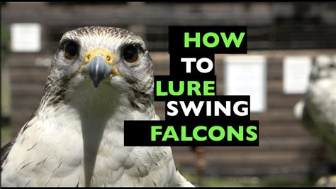 Falconer using a lure to train a falcon