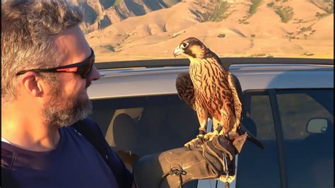 Falconer using pigeons to train a falcon