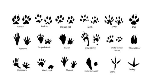 Frequently asked questions about free animal prints