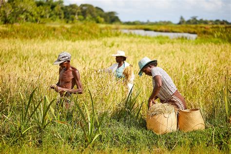 Farmers improving their livelihoods through sustainable agriculture