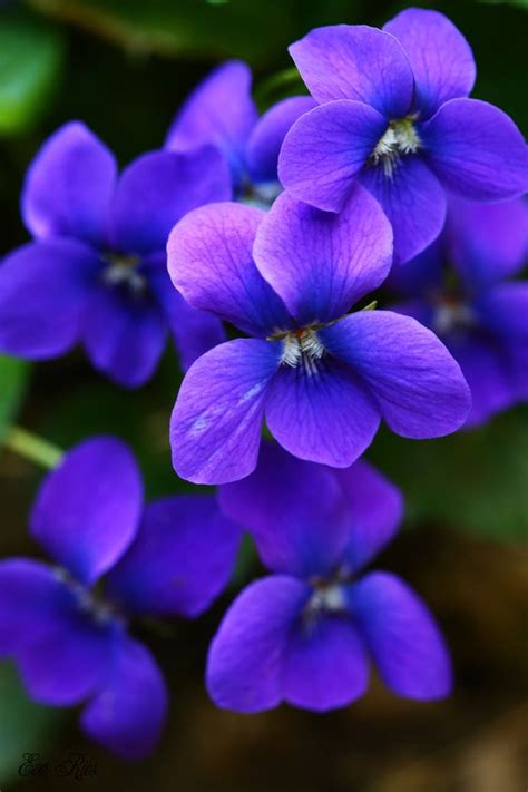 February birth flower - Violet