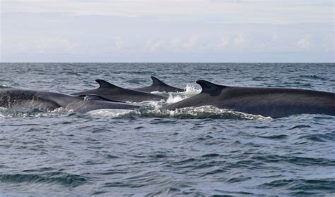 Fin Whale Pod