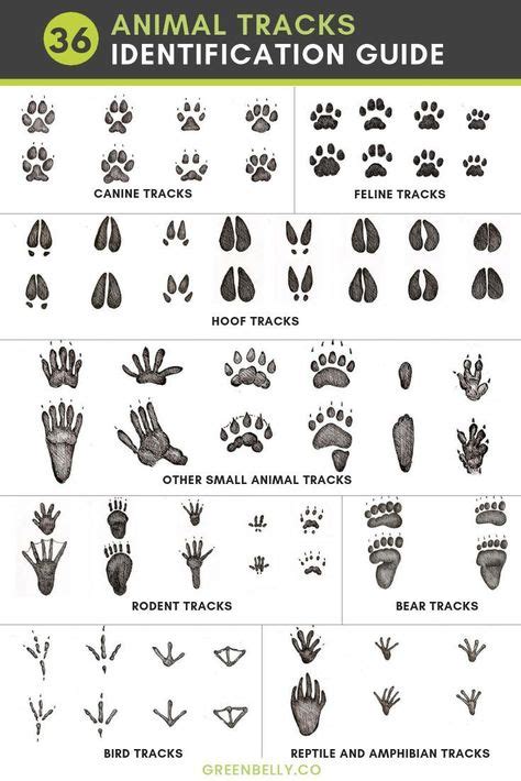 Websites offering free animal prints