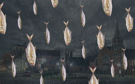 Fish falling from the sky