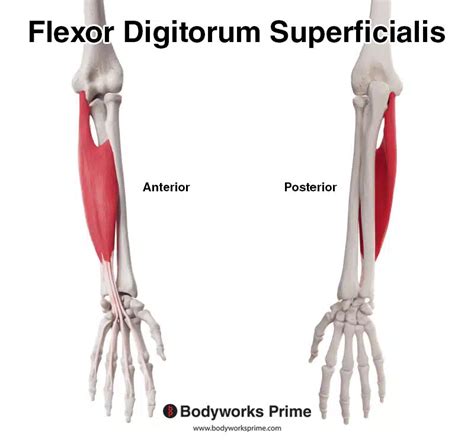 Flexor Tendon