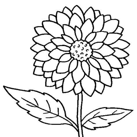 Dahlias coloring page