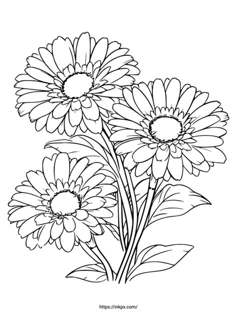 Gerbera coloring page