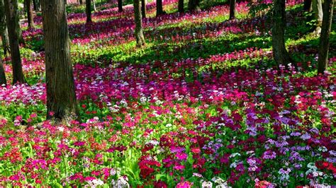 Flowers of the Forest Funeral Trumpet Song