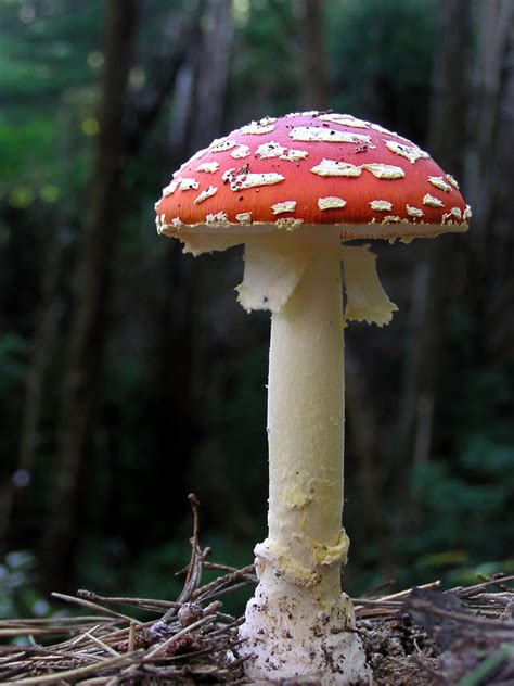 Description of Fly Agaric Mushroom