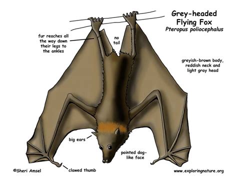 Flying Fox Anatomy