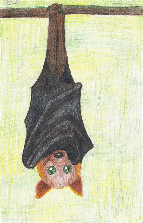 Flying Fox Drawing 10