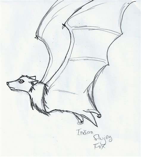 Flying Fox Drawing 3