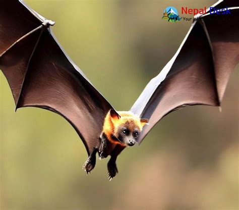 Flying Fox Fur