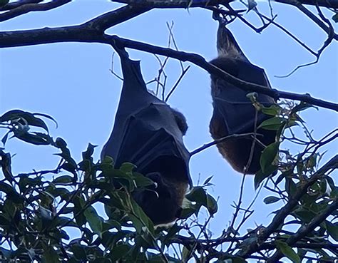 Flying Fox Variation