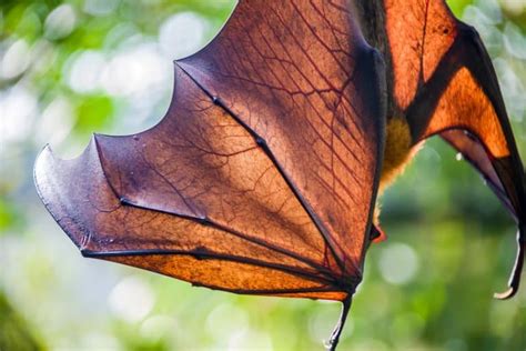 Flying Fox Wings