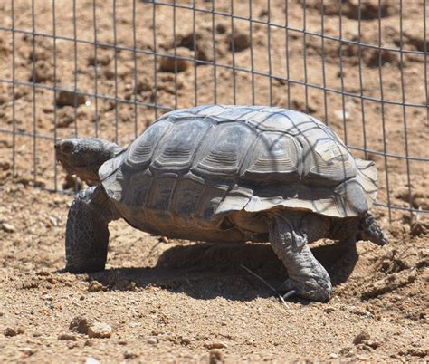 Wildlife at Fort Irwin