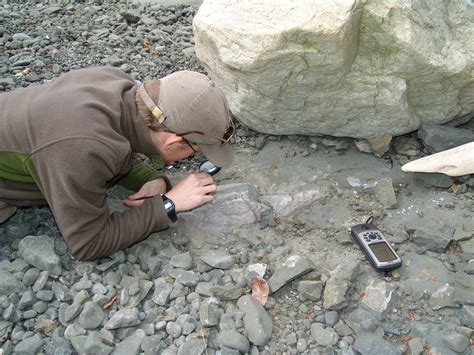 Fossil Discovery