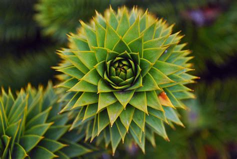 Fractals in Nature