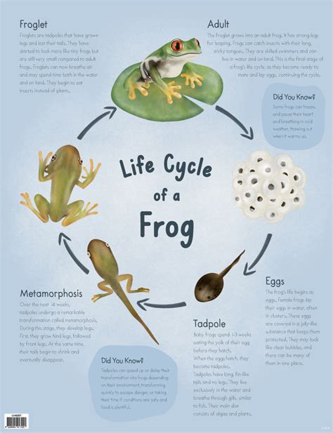 Frog educational resources for teachers